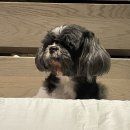 우리집 댕댕이 이미지