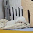 24시 무인펫샵ㅣ24시간 강아지용품점 견생냥품ㅣ견생냥품 럭키박스ㅣ럭키박스 내돈내산 후기ㅣ구리애견용품