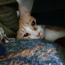 랑이옷장 이미지