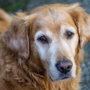 야당동물병원 이미지