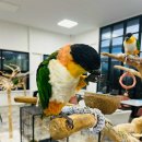 버드아일랜드 | 제주 버드아일랜드 앵무새카페 아이와가볼만한곳