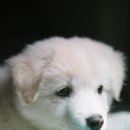 오분도둑 이미지