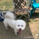 다독다독애견카페 이미지