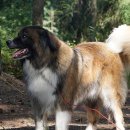 숲속애견랜드 이미지