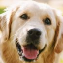 강아지야 이미지