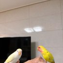프리티하우스 | 편식쟁이 앵무새 입맛 잡은 '앵짱' & '프리티버드' 펠렛 교체 성공 후기!앵무새 그네 내돈내산