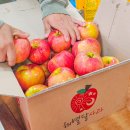 해별 | 가평 아이와 가볼만한곳 사과따기체험 아이랑 해별달사과