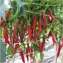 경북농업기술원 영양고추시험장 이미지