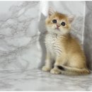 도그마루 이미지