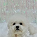 모랑펫살롱 이미지