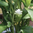 진도호시 이미지