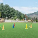 위드펫 빌리지 이미지