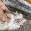 VIP 반려동물 암센터 이미지