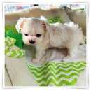 야옹아 멍멍해봐 대흥점 이미지