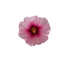 가사목장 이미지