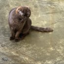 롯데동물메디컬센터 이미지