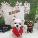 옥천애견미용 이미지