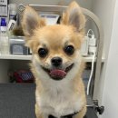 올리스 펫 쌀롱 이미지