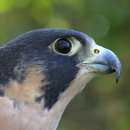 보라매로 이미지