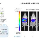 릴리저 연합뉴스