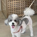 댕댕이미용실 이미지