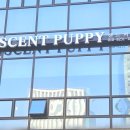 센트퍼피 이미지