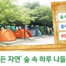 숲속의 하루 이미지