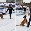 놀아줄개 이미지