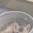 창원고양이분양 퍼스트캣 창원점 이미지