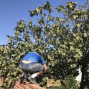 미겔리또 이미지