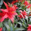 아나나스 이미지