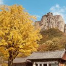 절골 | 경북 가을 단풍 여행 청송 주왕산 절골계곡 탐방 예약 후기