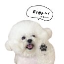 씨씨피스튜디오 이미지