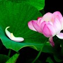 연꽃 이미지