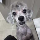 커들리독 이미지