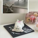 포우포우 반려견 유치원 이미지