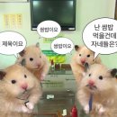 백정 이미지