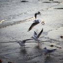 부산갈매기 - 파주시 당동1로 29-2 | 부산갈매기
