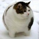 비만고양이 네이버블로그