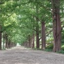 군청 메타세콰이어길 이미지