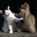 냥냥펀치 이미지