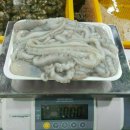 뻘낙지수산 이미지