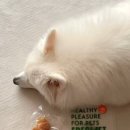 프레싯 (FRESHET) 네이버블로그