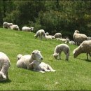 샘골목장 이미지