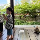 슈돌하루요거트 드시모네요거트 후기｜31개월 아이 하원 간식 키즈요거트
