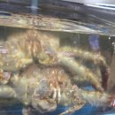 천지대게 이미지