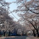 봄 벚꽃 나들이 [제천-충주-청풍호 벚꽃길 드라이브 &amp; 청풍랜드]