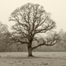 겨울 참나무...Winter oak... 이미지