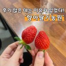 한편농원 | 향아딸기농원 무농약 실내 딸기체험 주말 서울근교 아이랑 가볼만한곳