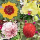 일산 호수공원 꽃축제~🌸 이미지